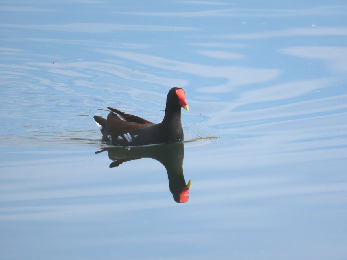 Common Gallinule - ML645307220
