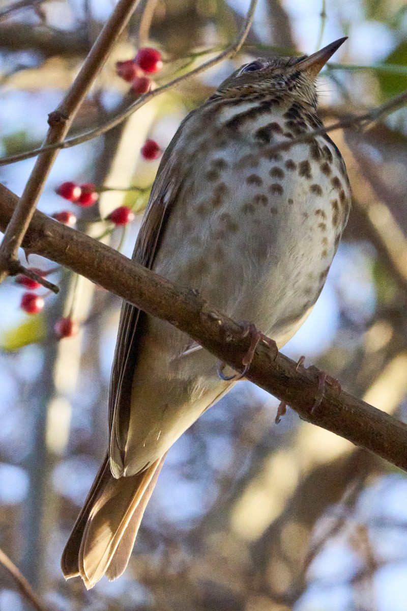 Hermit Thrush - ML645307221