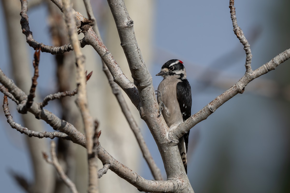 Downy Woodpecker - ML645307222