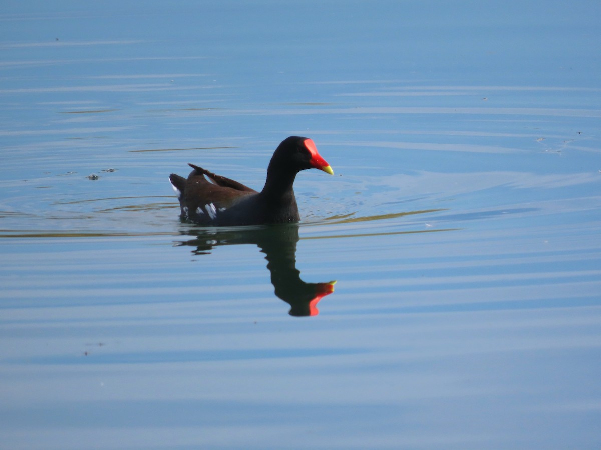 Common Gallinule - ML645307223