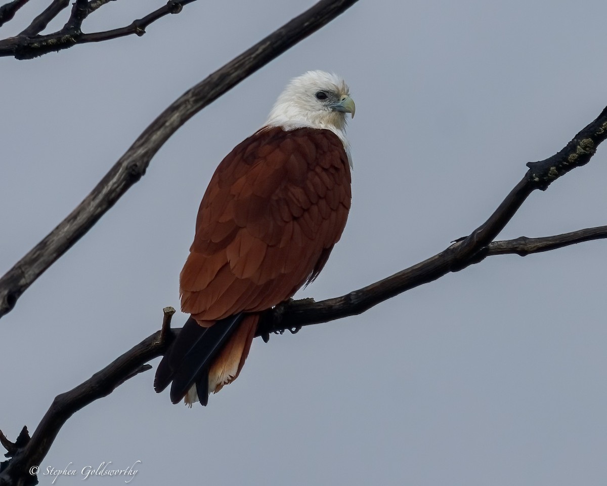 Brahminy Kite - ML645307224