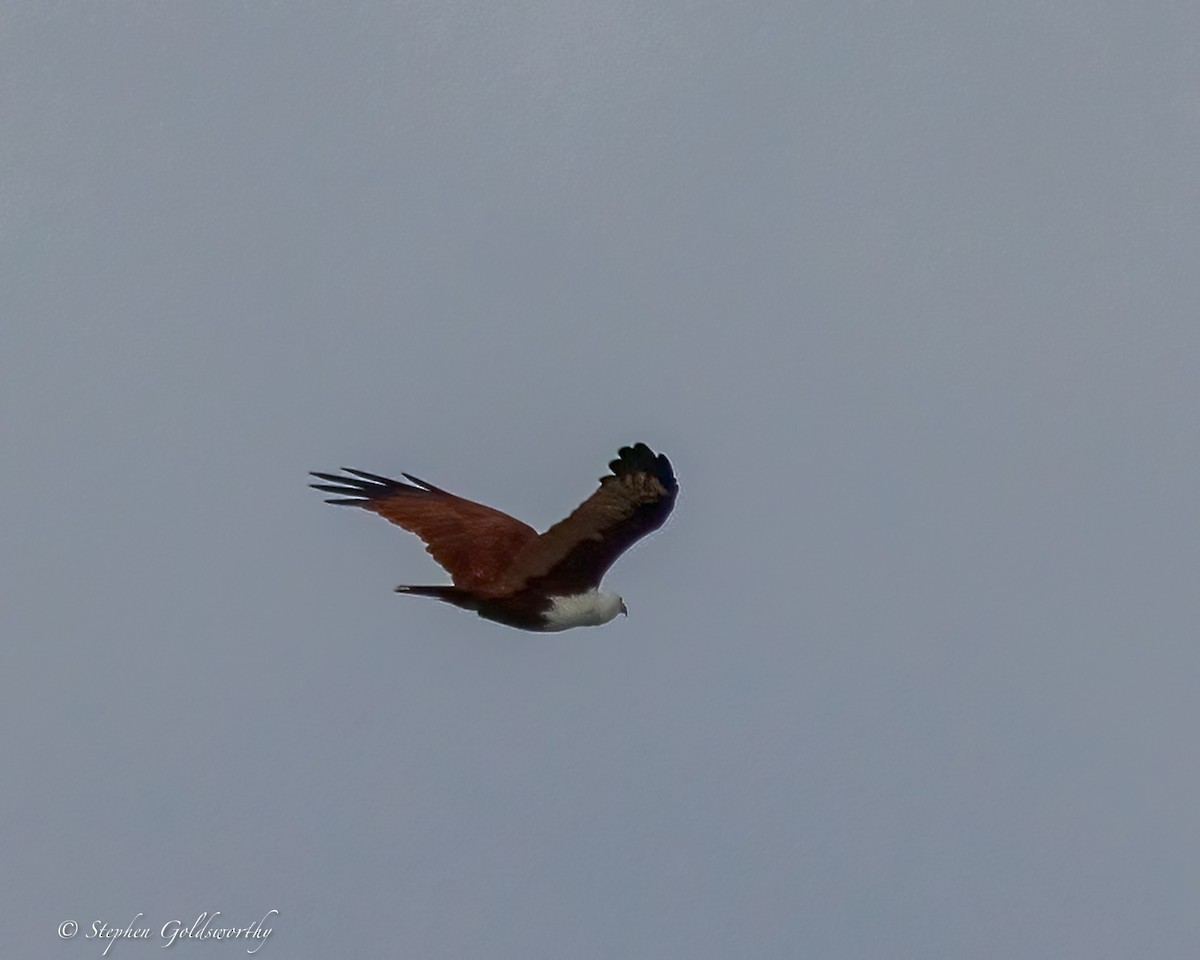 Brahminy Kite - ML645307227