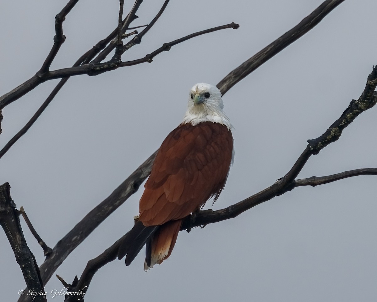 Brahminy Kite - ML645307228