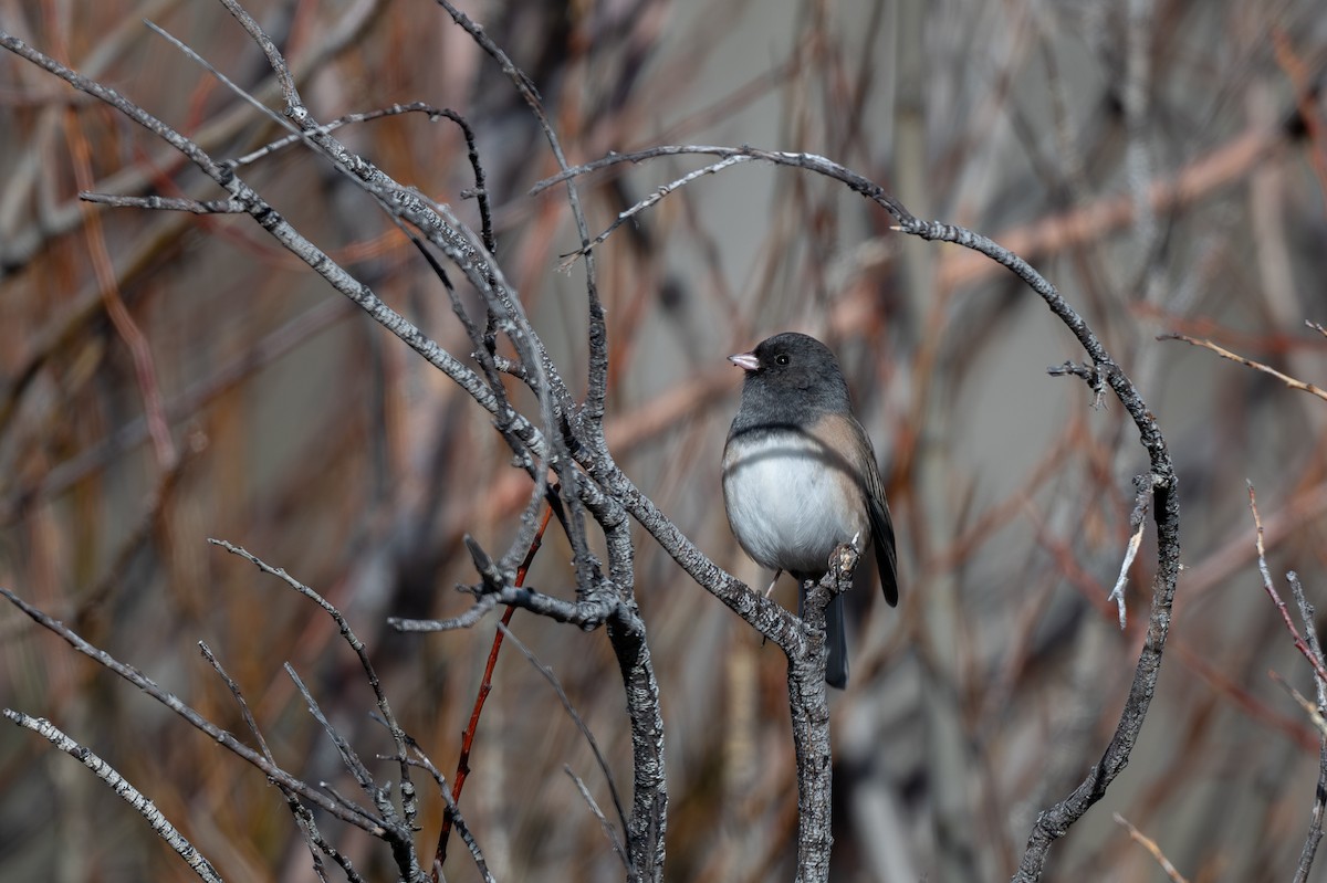 Dark-eyed Junco (Oregon) - ML645307231