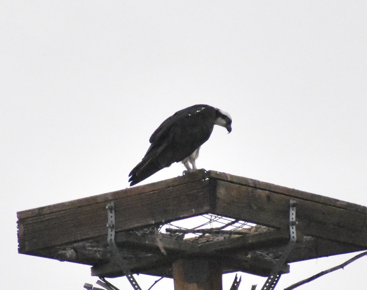 Osprey - ML645307232