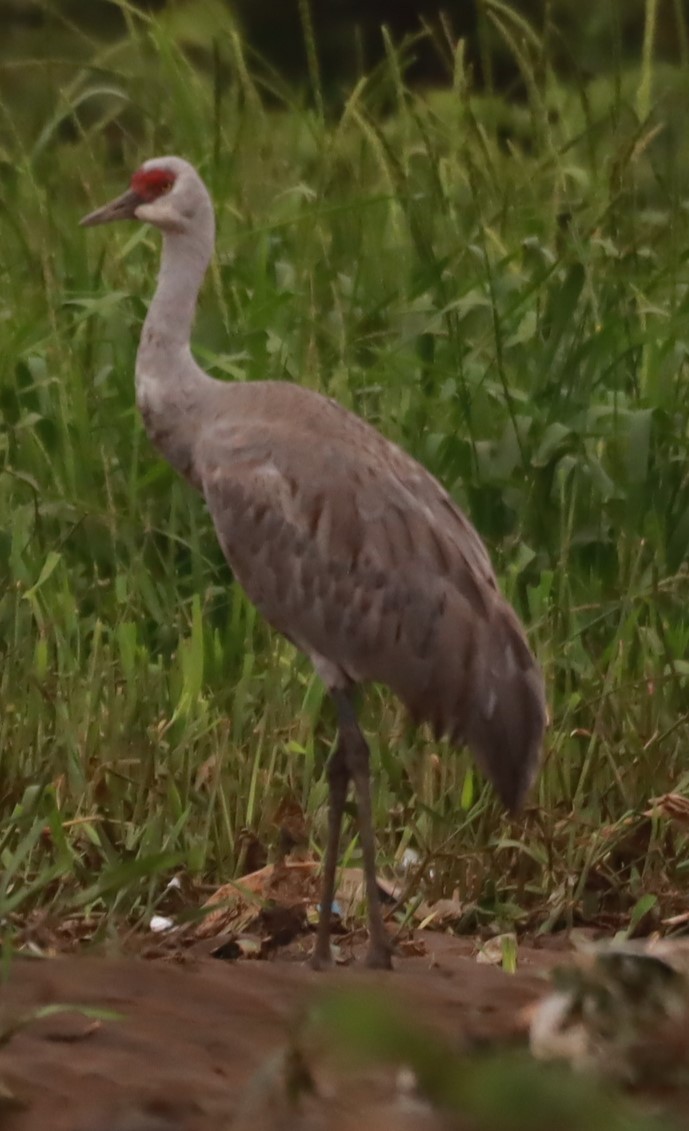 Sandhill Crane - ML645307233