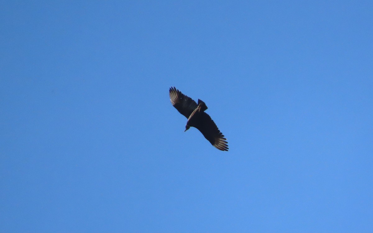 Urubu noir - ML645307234