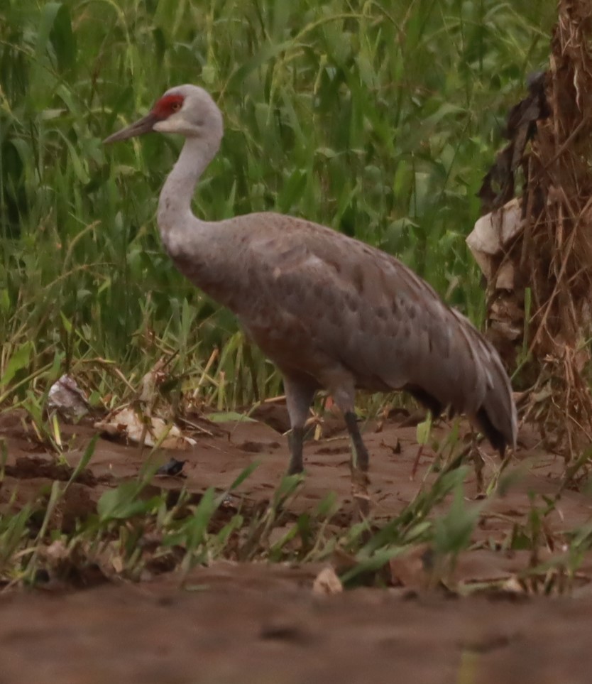 Sandhill Crane - ML645307239