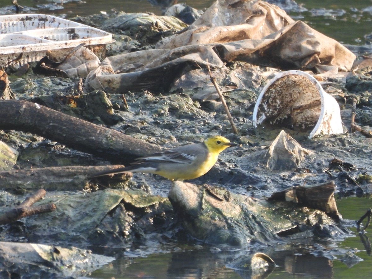 נחליאלי לימוני - ML645307240