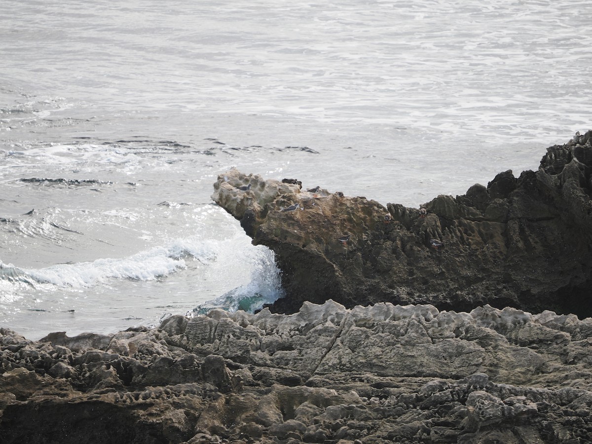 Playero Siberiano - ML645307255