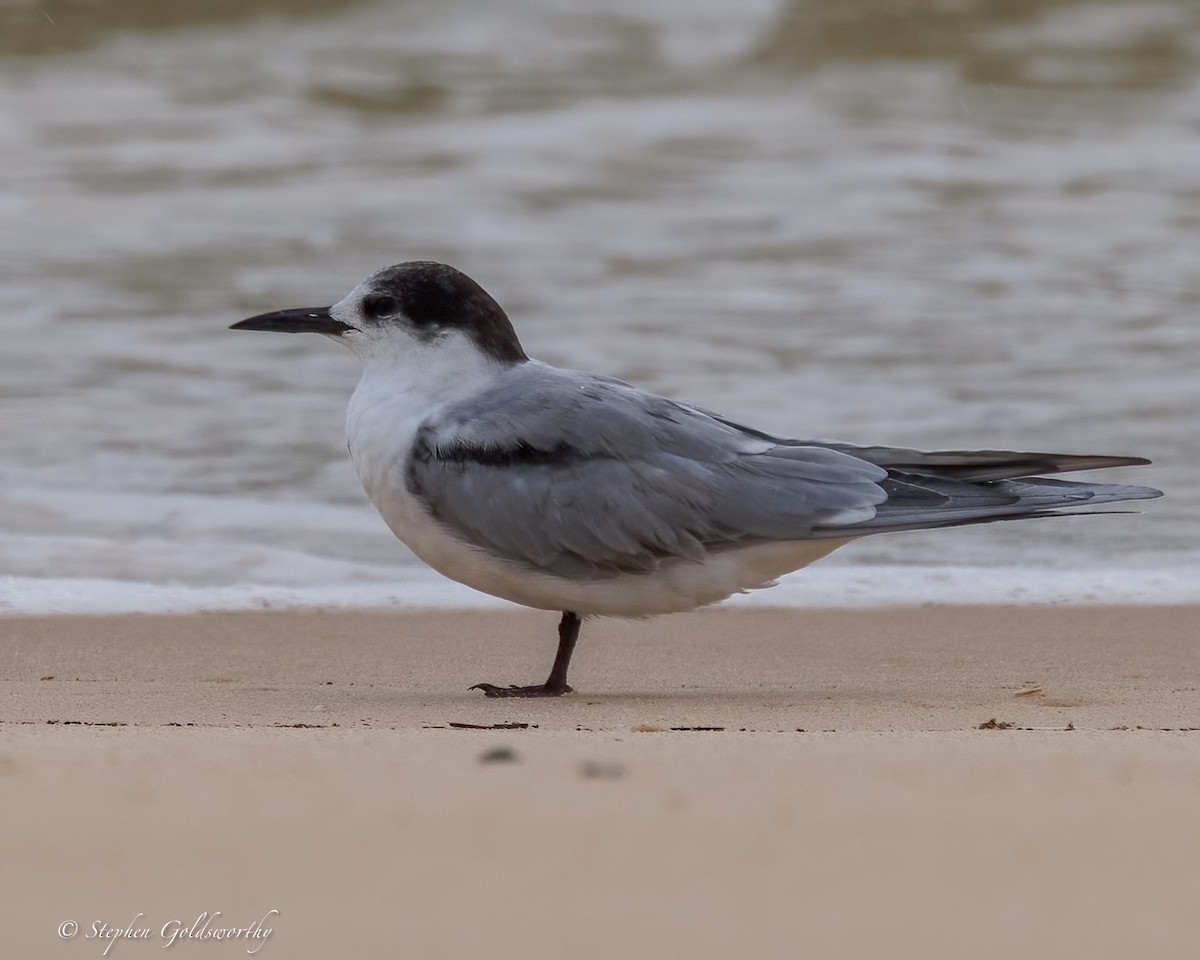 rybák obecný - ML645307257