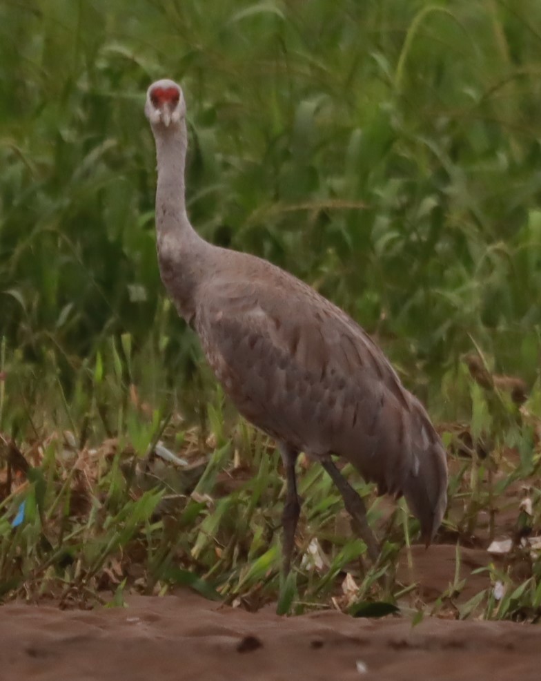 Sandhill Crane - ML645307258