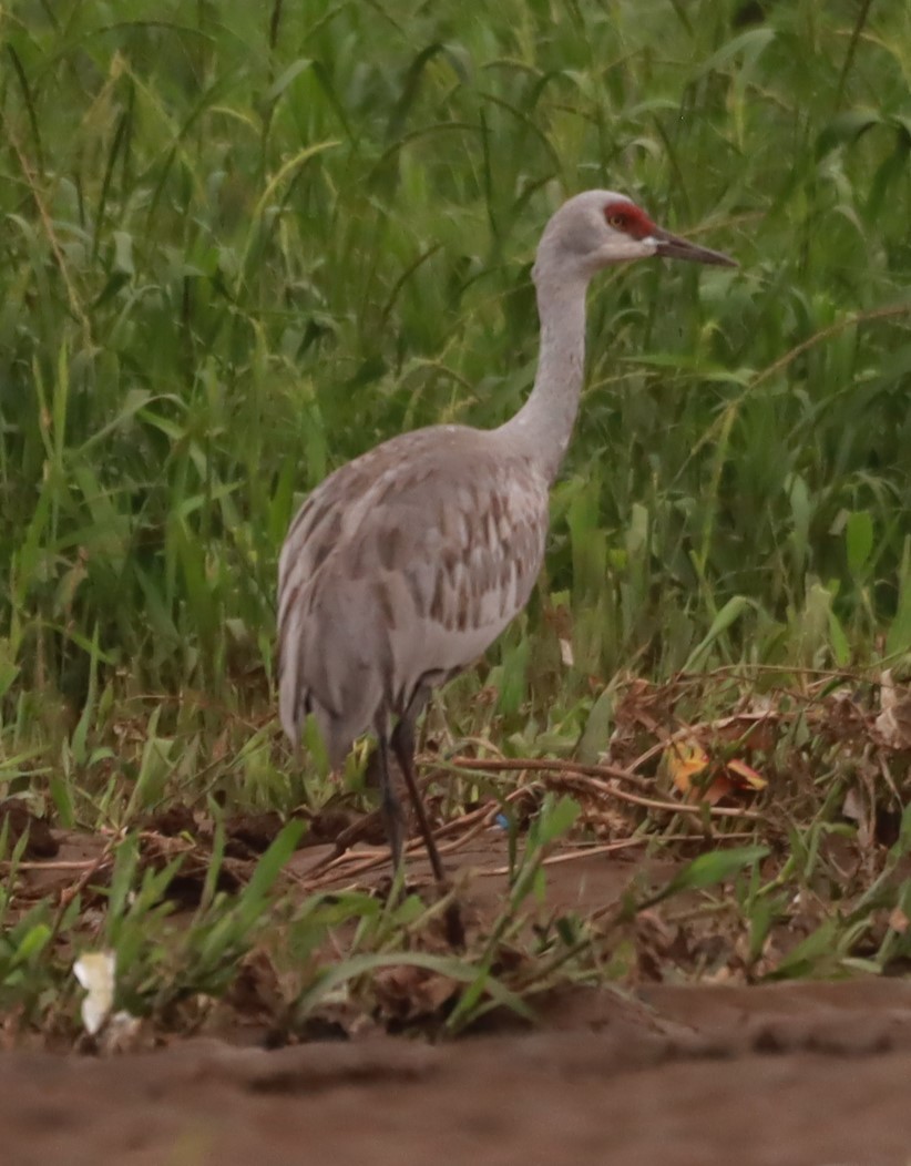 Sandhill Crane - ML645307260