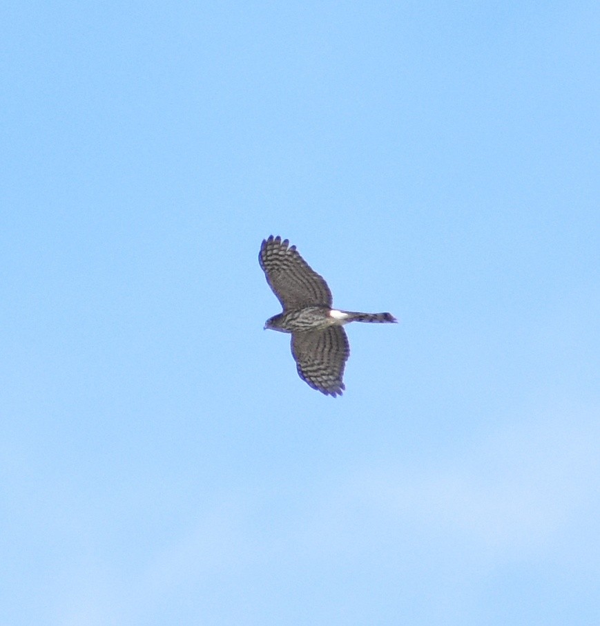 Sharp-shinned Hawk - ML645307265