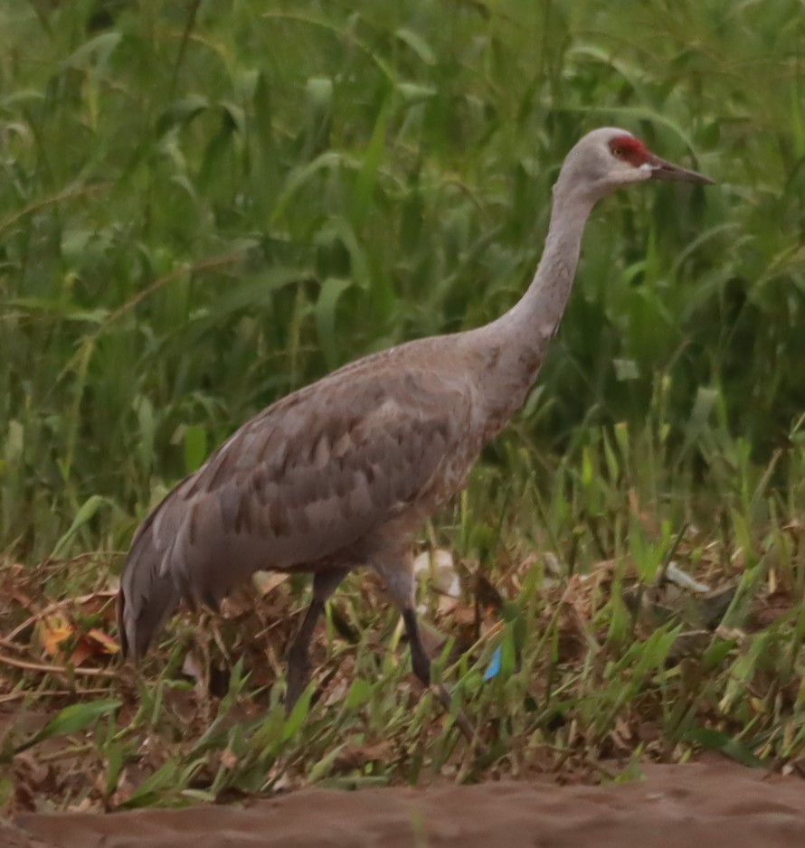 Sandhill Crane - ML645307276