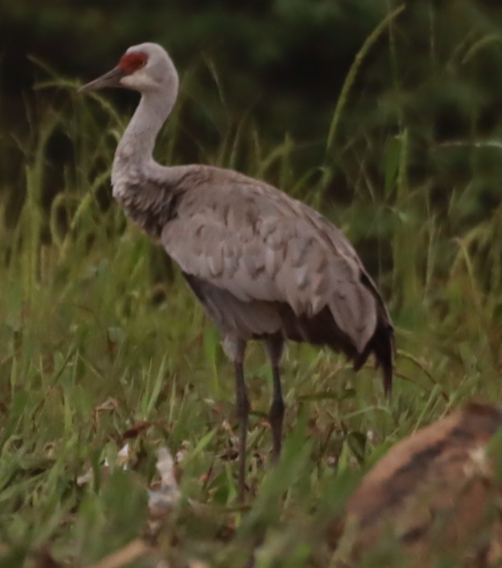 Sandhill Crane - ML645307289