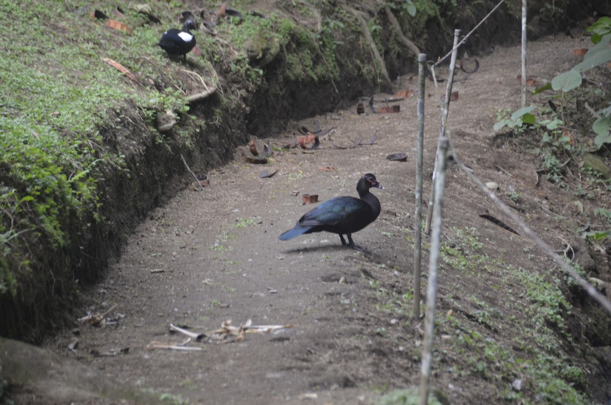 Muscovy Duck - ML645307306