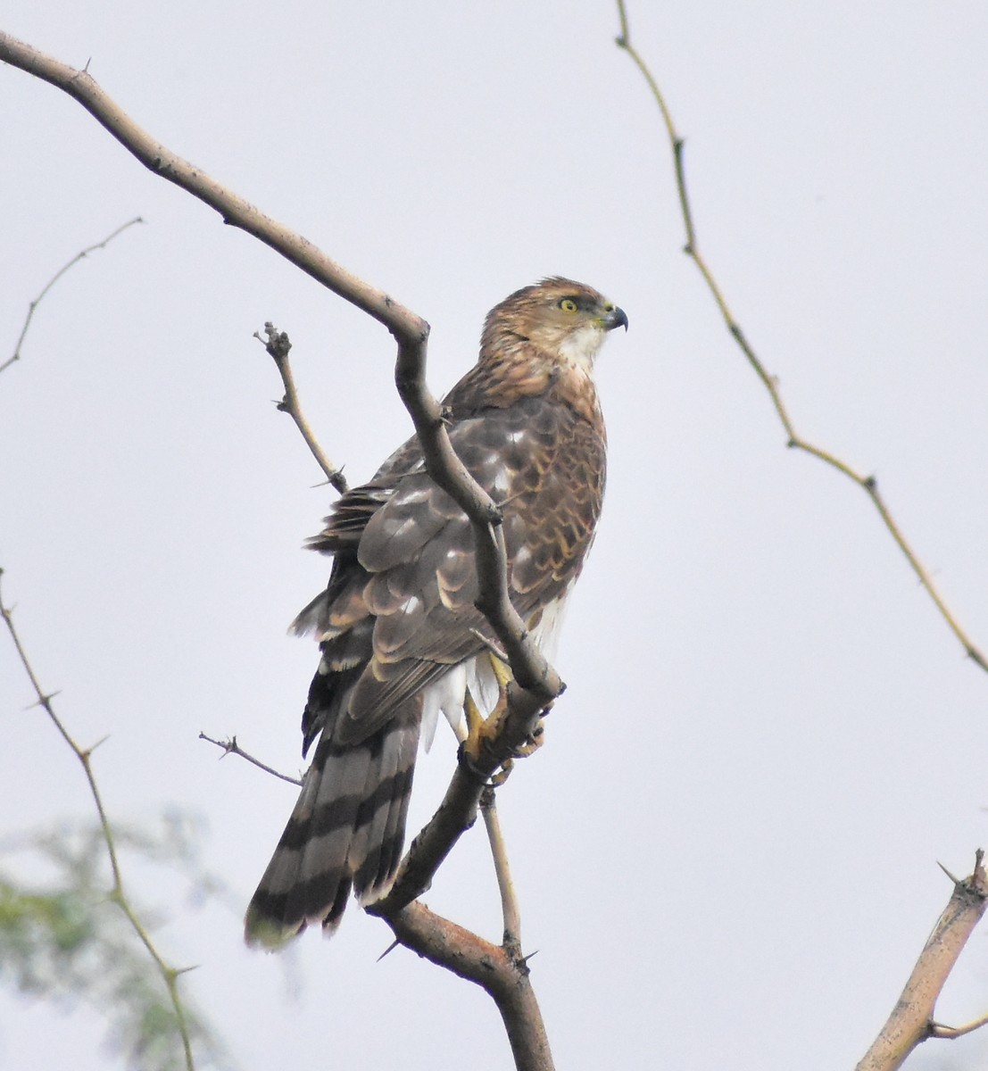 Cooper's Hawk - ML645307308