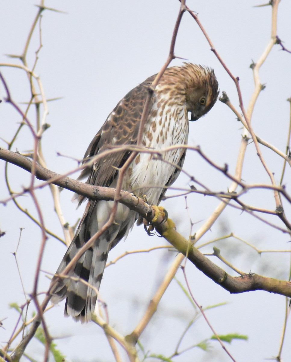 Cooper's Hawk - ML645307311
