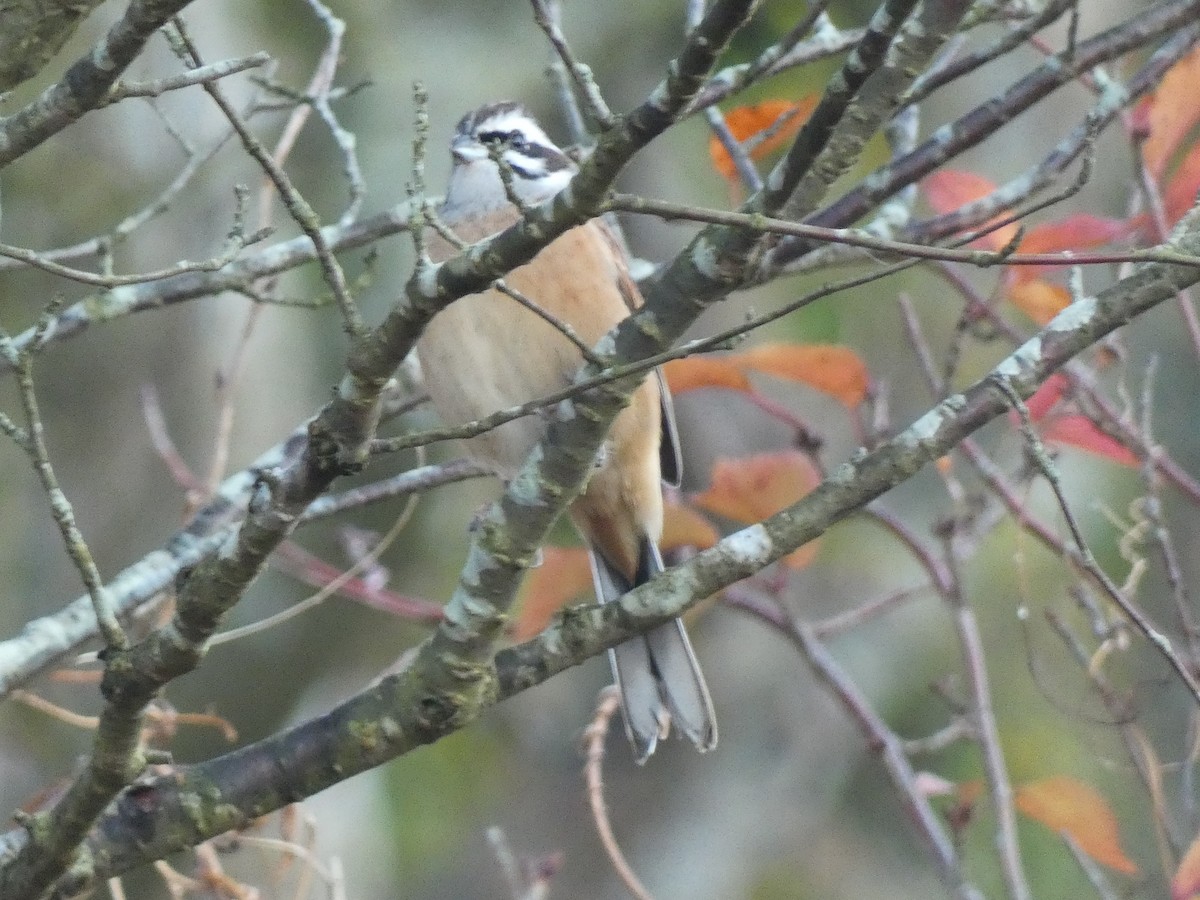 Meadow Bunting - ML645307312