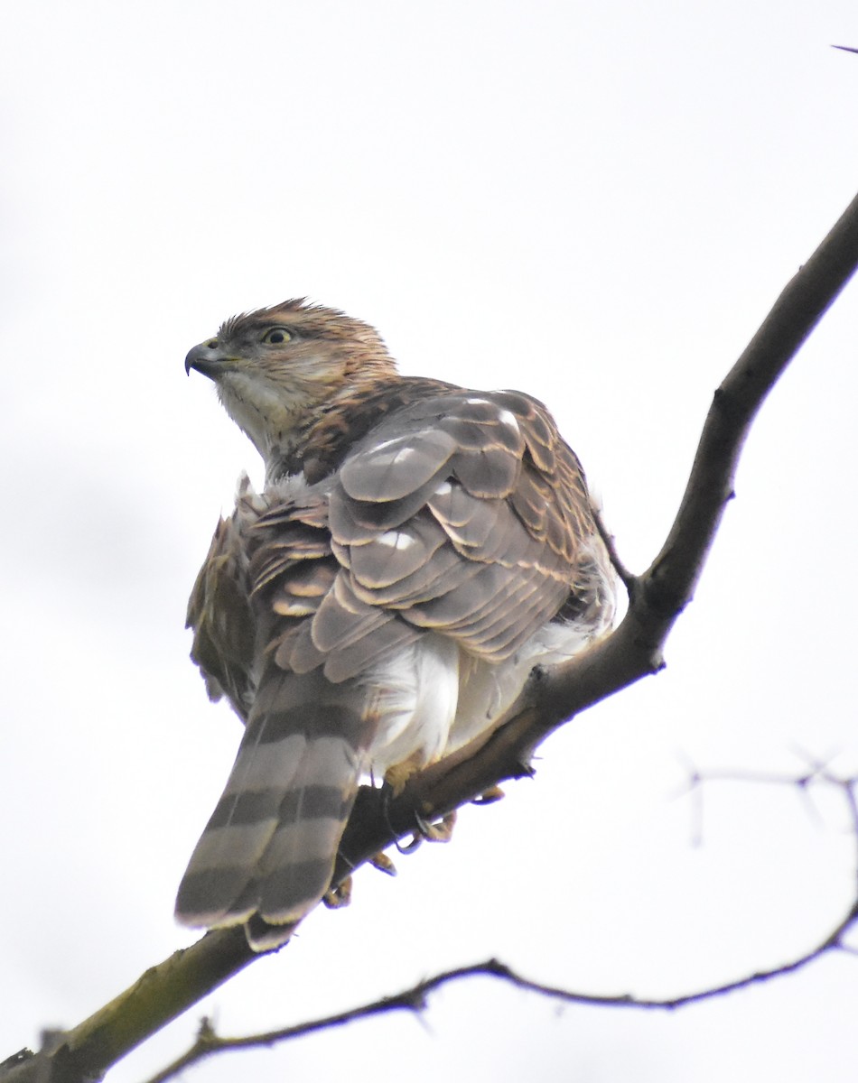 Cooper's Hawk - ML645307315