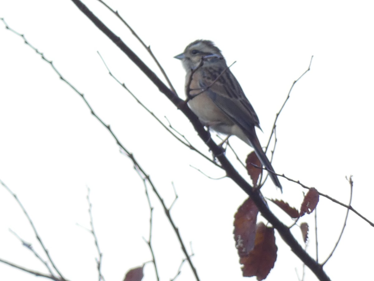 Meadow Bunting - ML645307316