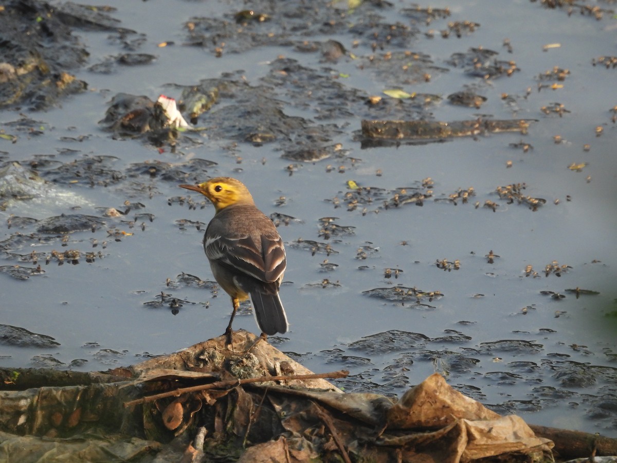נחליאלי לימוני - ML645307317