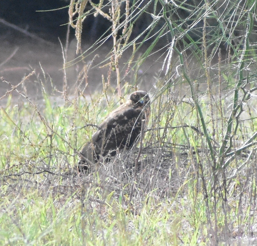 Northern Harrier - ML645307319