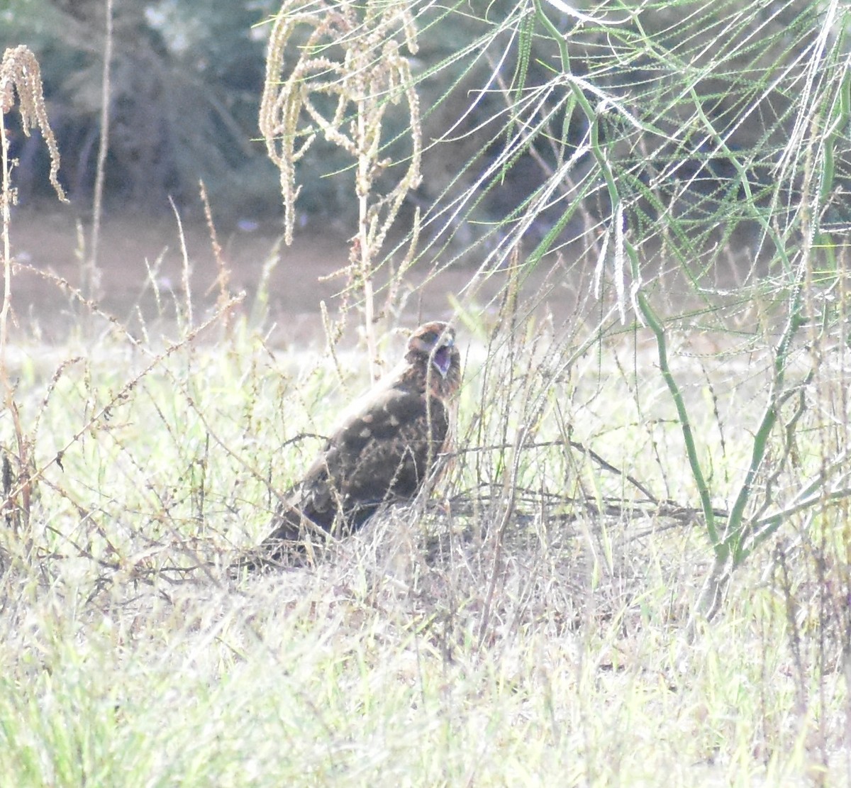 Northern Harrier - ML645307320