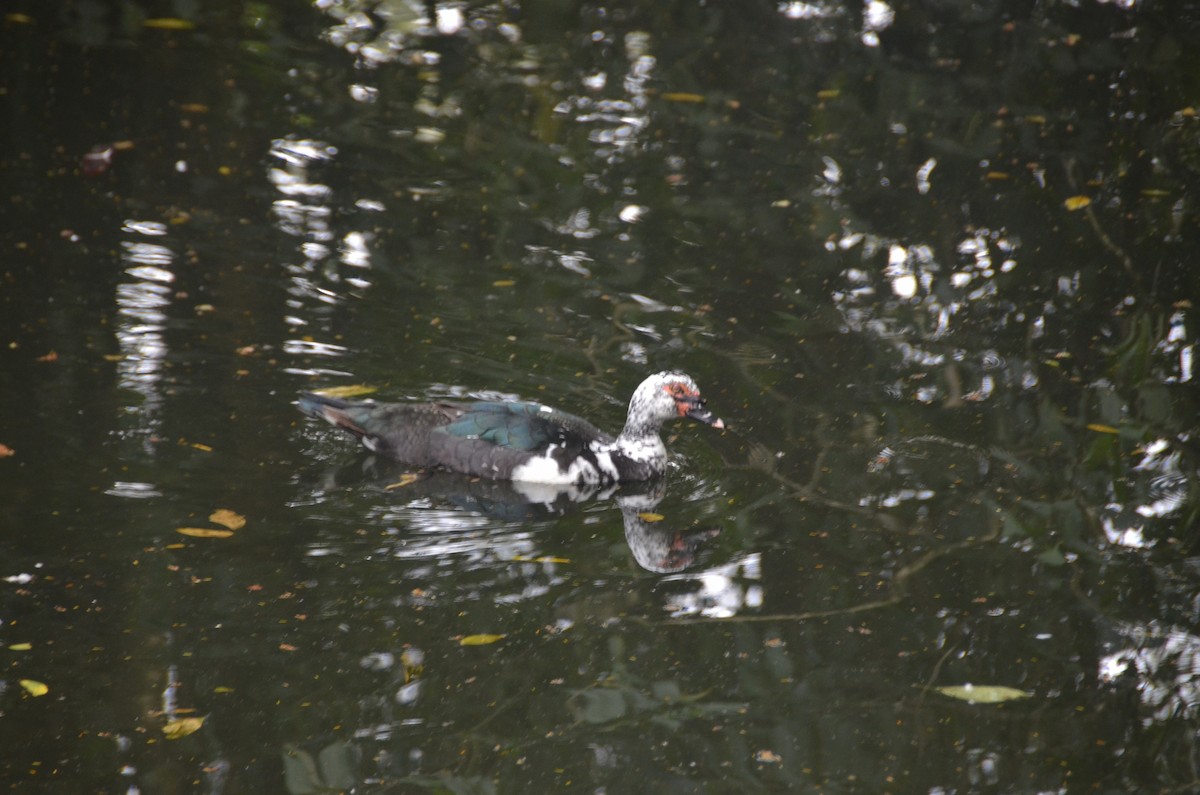 Muscovy Duck (Domestic type) - ML645307322