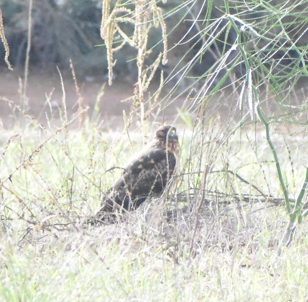Northern Harrier - ML645307325