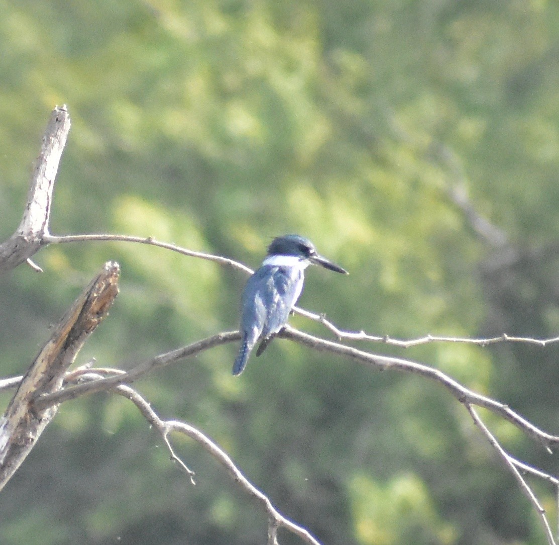 Belted Kingfisher - ML645307326