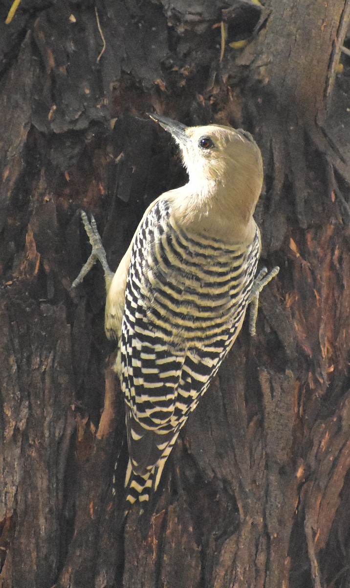 Gila Woodpecker - ML645307330