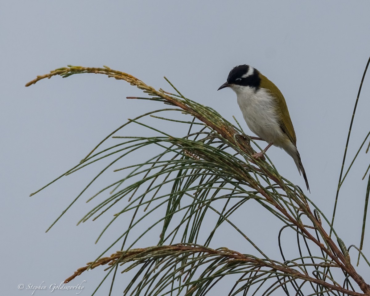 Weißkehl-Honigfresser - ML645307332