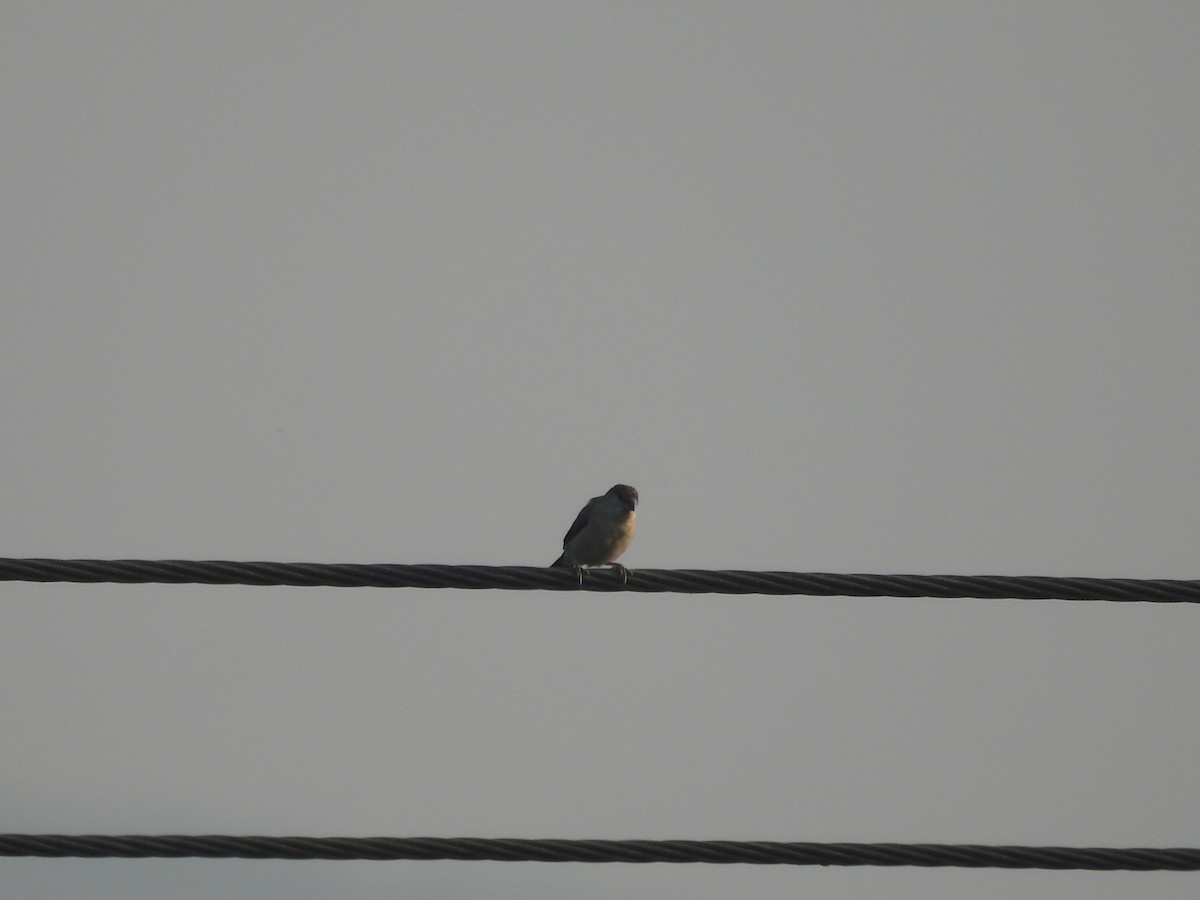 Indiensilberschnabel - ML645307336