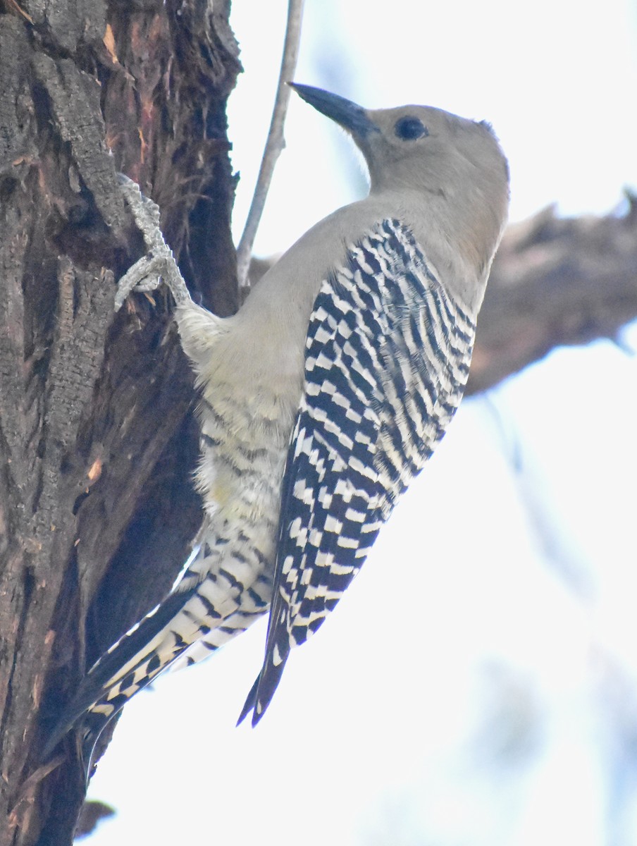 Gilaspecht - ML645307337