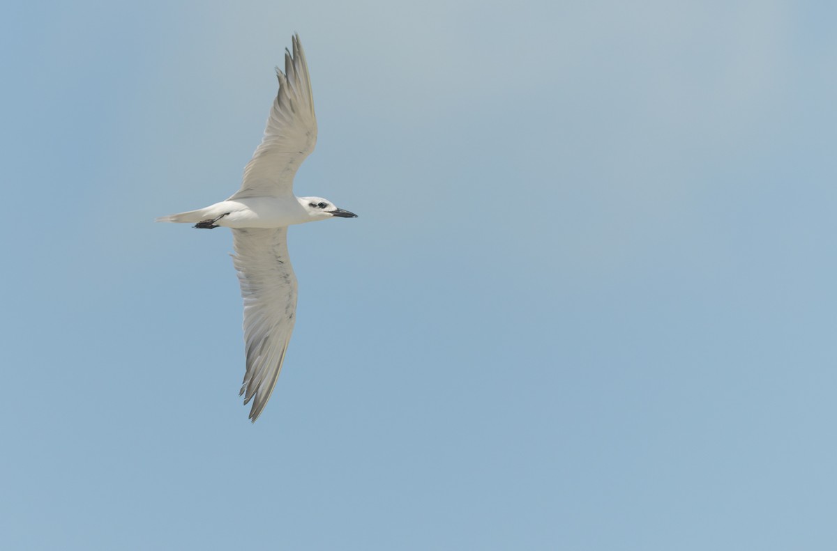 Lachseeschwalbe - ML645307338