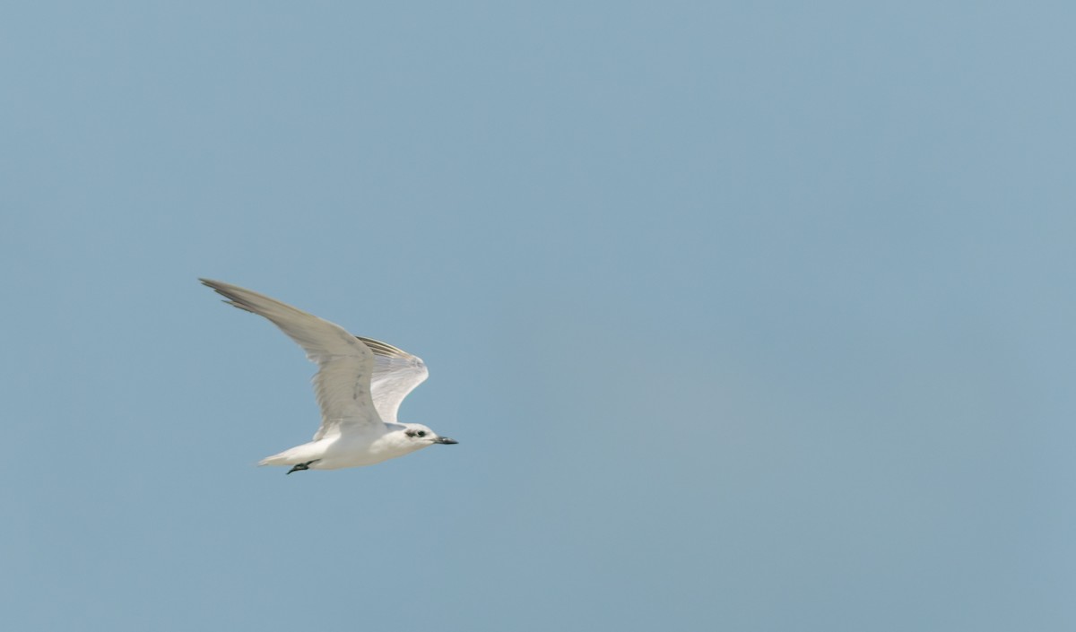 Lachseeschwalbe - ML645307339