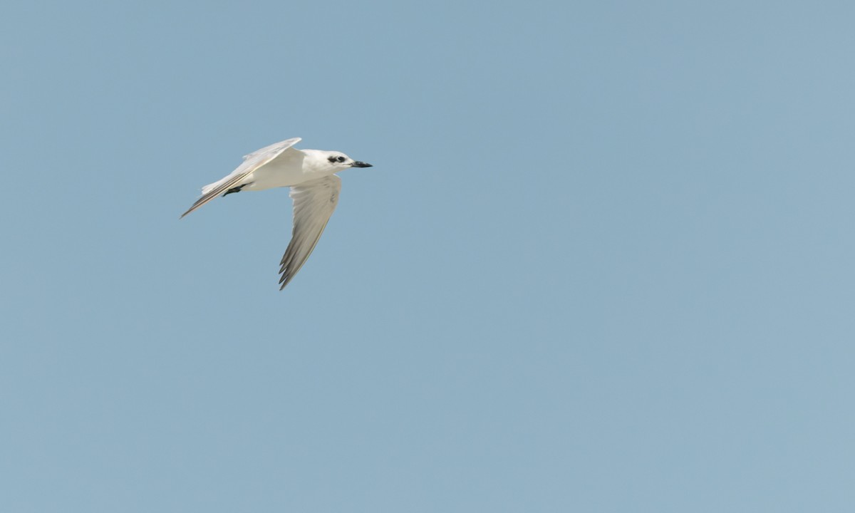 Lachseeschwalbe - ML645307340