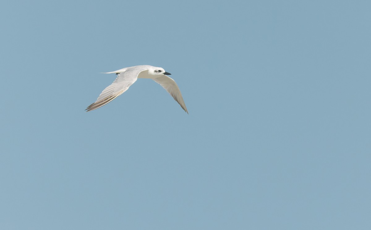 Lachseeschwalbe - ML645307341