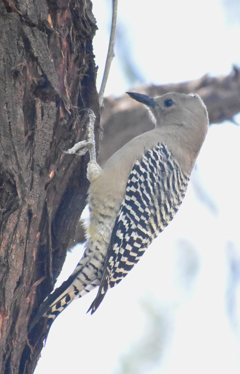 Gilaspecht - ML645307344