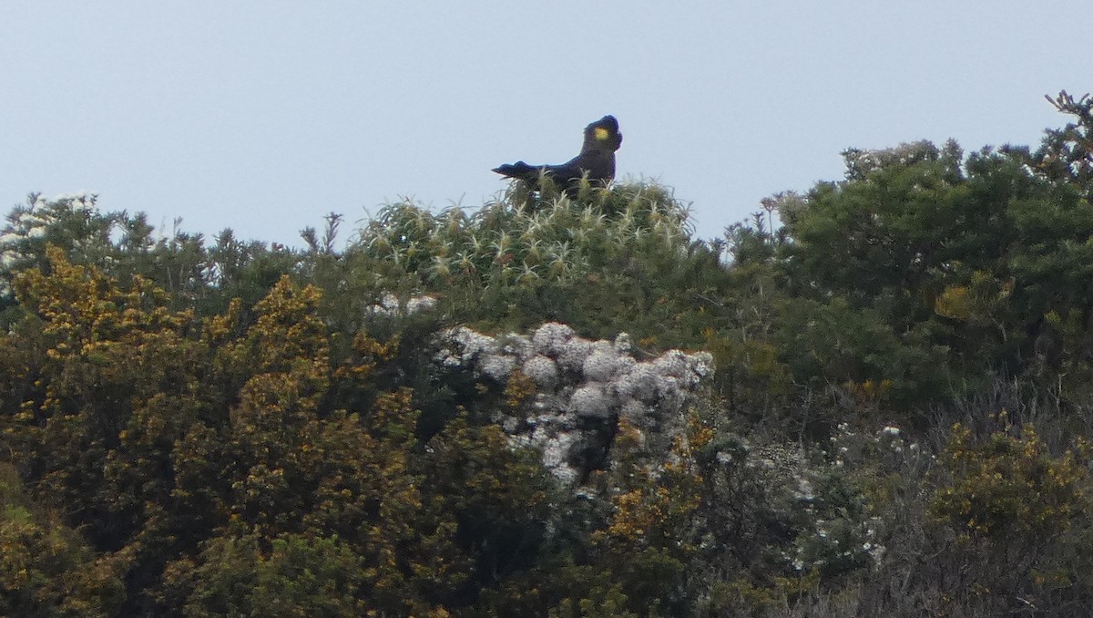 Gelbschwanz-Rabenkakadu - ML645307345