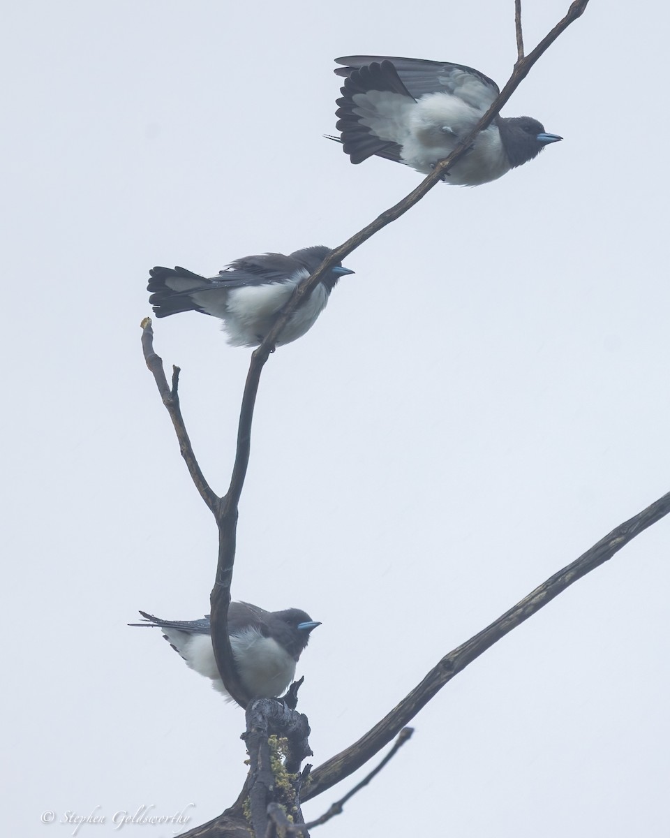 Weißbauch-Schwalbenstar - ML645307347