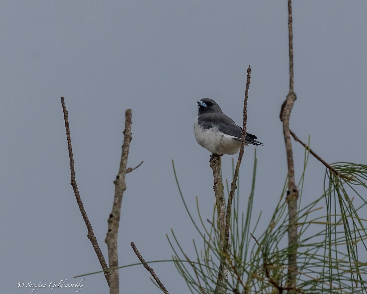 Weißbauch-Schwalbenstar - ML645307348