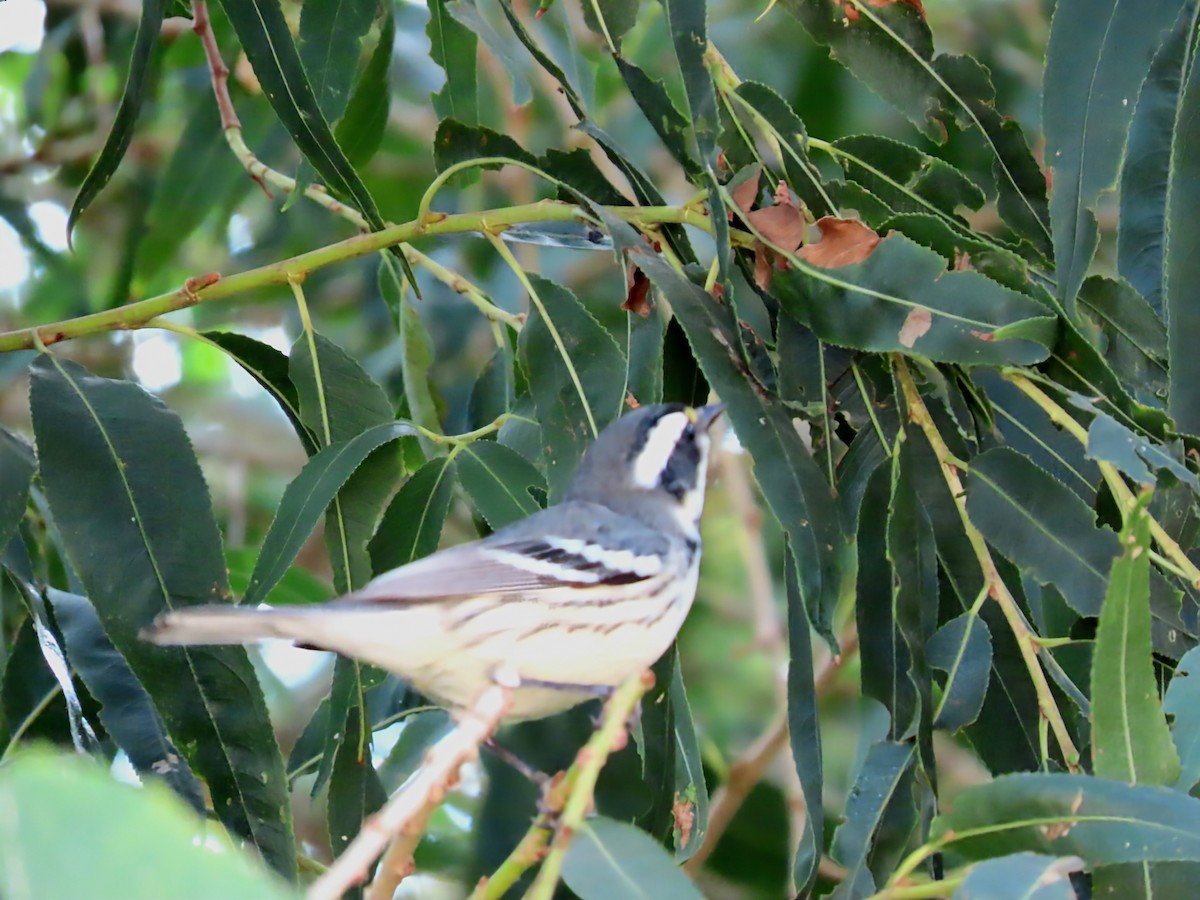 Trauerwaldsänger - ML645307349