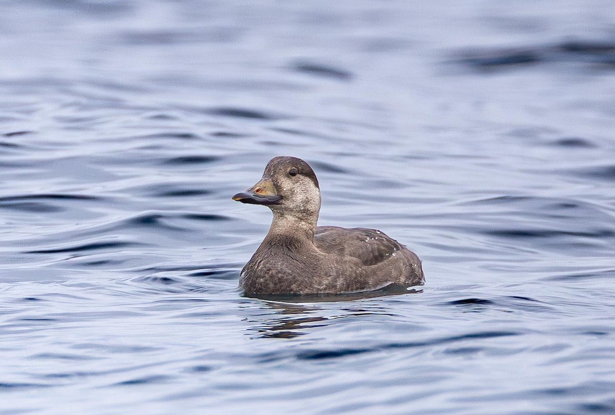 Pazifiktrauerente - ML645307350