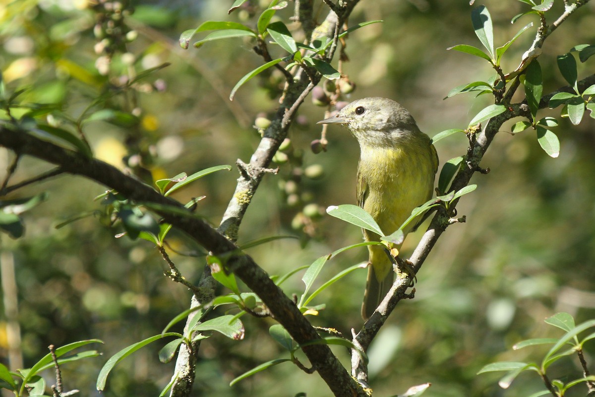 Orangefleck-Waldsänger - ML645307351
