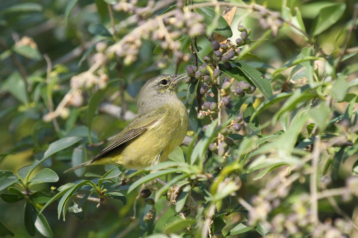 Orangefleck-Waldsänger - ML645307352