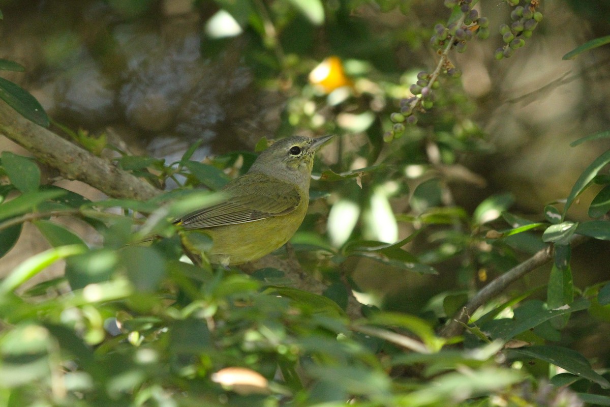 Orangefleck-Waldsänger - ML645307354