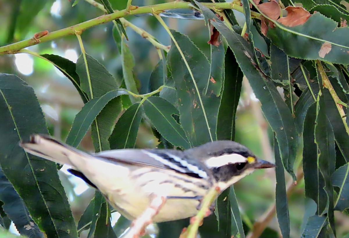 Trauerwaldsänger - ML645307355